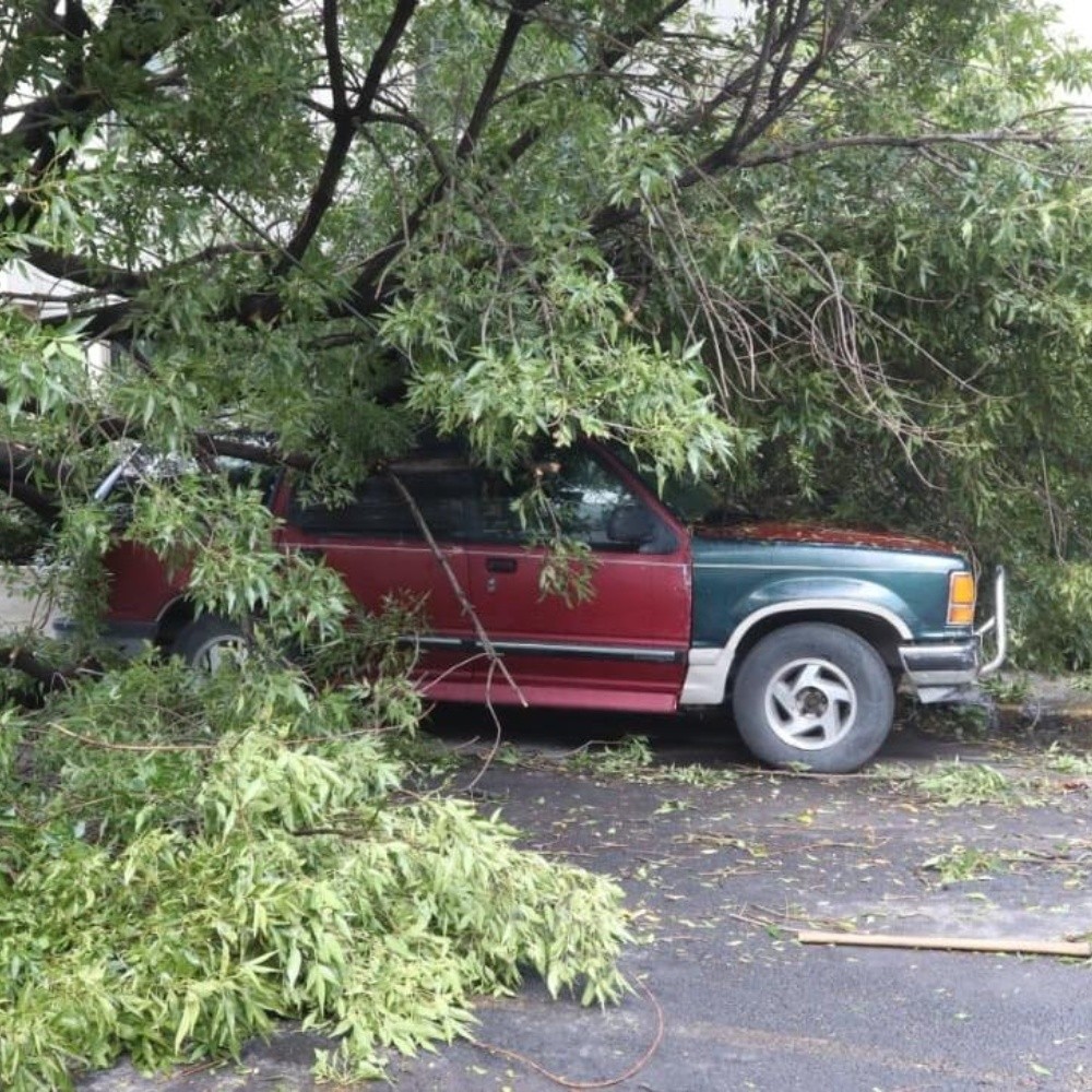 Cae árbol sobre camioneta en Azcapotzalco