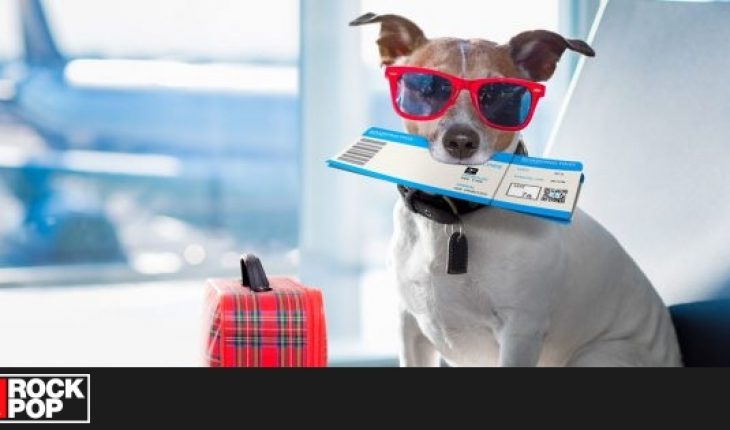 Campaña busca que las mascotas viajen en la cabina del avión