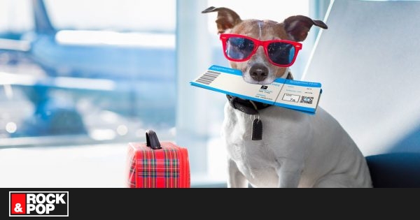 Campaña busca que las mascotas viajen en la cabina del avión