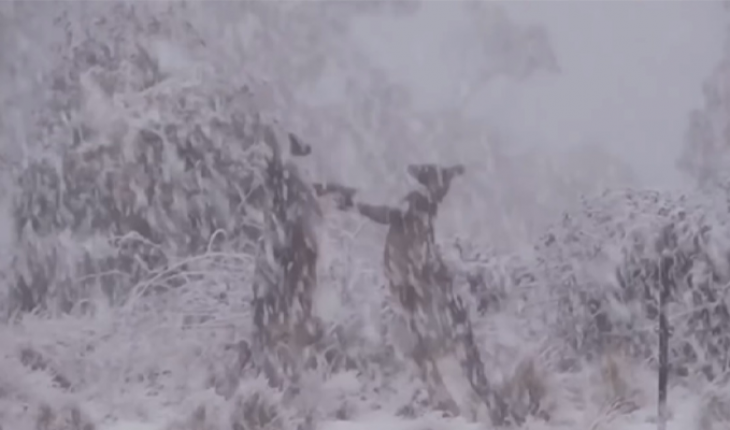Canguros sostienen pelea en medio de una tormenta de nieve (Video)