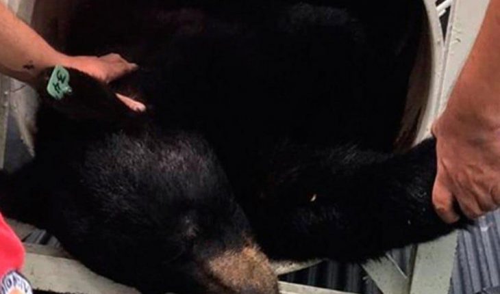 Capturan al oso de Chipinque en Nuevo León, es puesto bajo el cuidado de investigadores