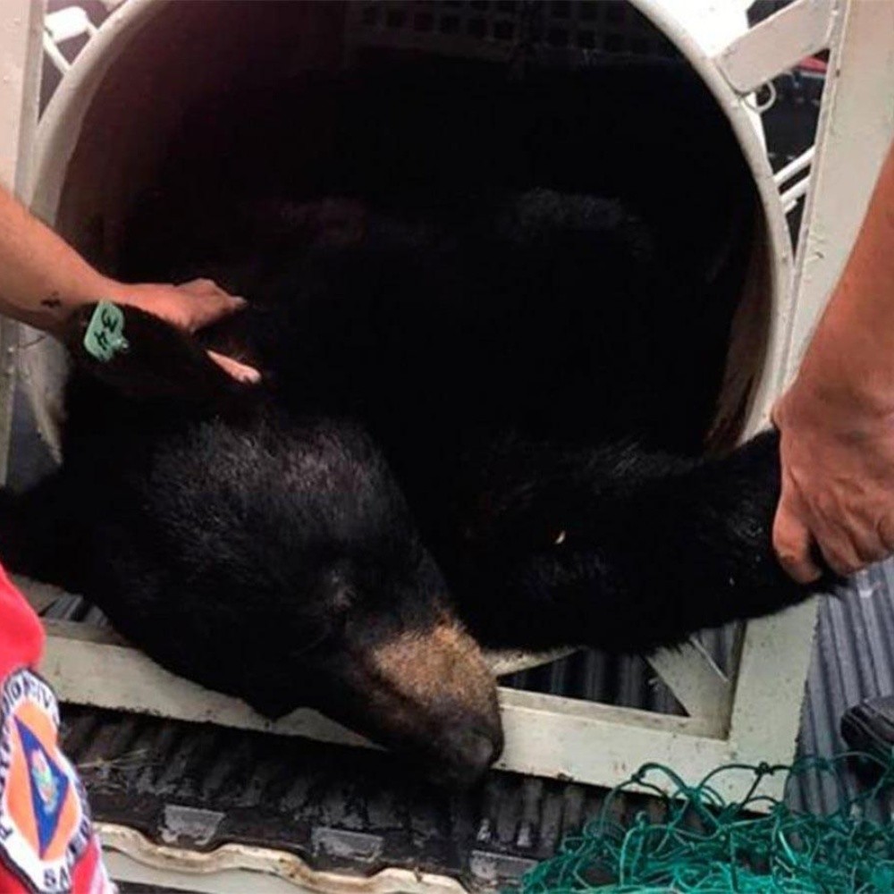 Capturan al oso de Chipinque en Nuevo León, es puesto bajo el cuidado de investigadores