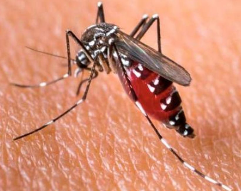 Covid-19: expertos descartaron que los mosquitos puedan transmitirlo