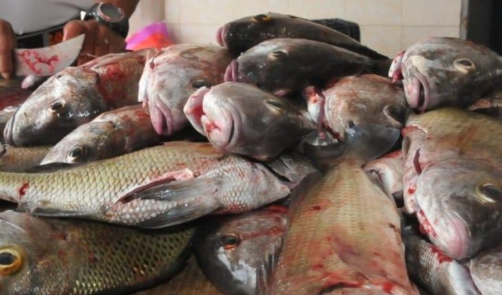 El sector pesquero en Guasave vive una fuerte crisis por bajas capturas