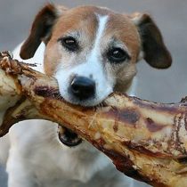 Etología clínica veterinaria vs. “psicología canina”