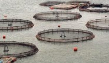 Expertos advierten urgencia de crear marco normativo que regule instalación de balsas-jaulas de salmones