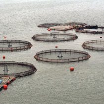 Expertos advierten urgencia de crear marco normativo que regule instalación de balsas-jaulas de salmones