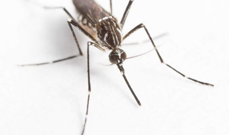Franceses crían mosquitos para enfrentar al dengue en Australia