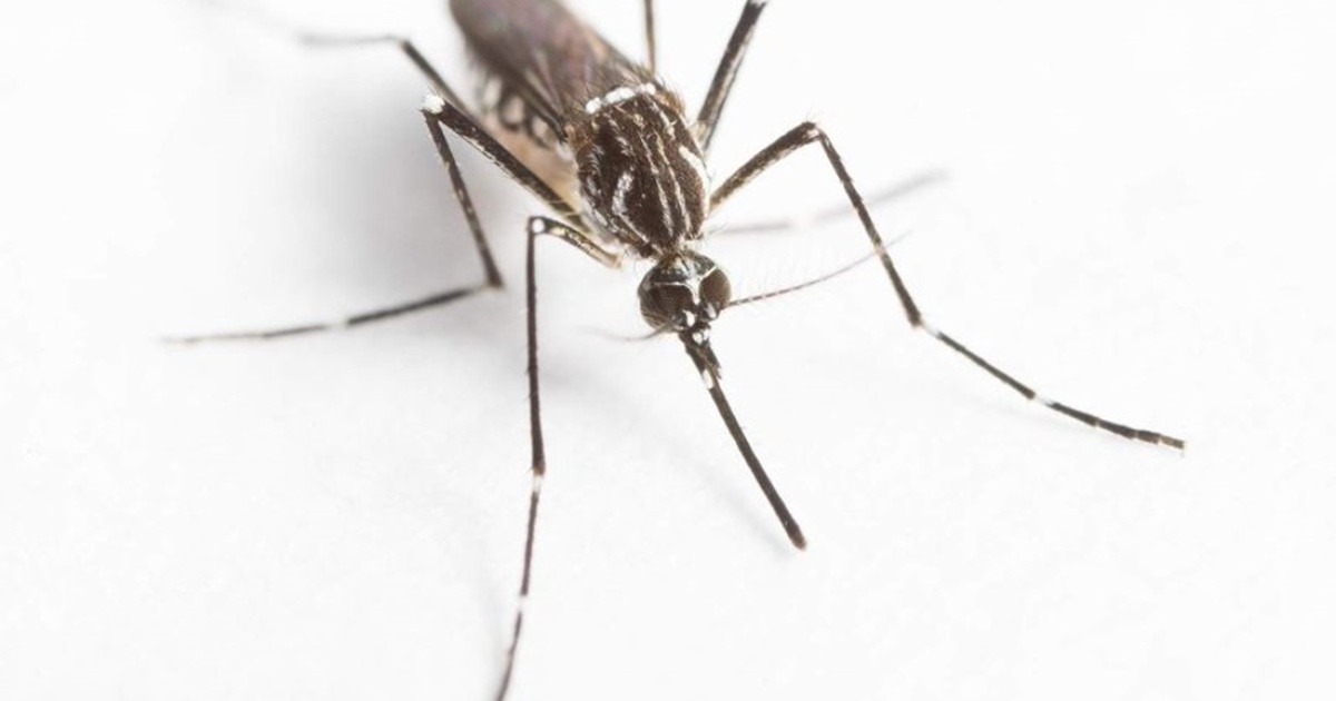 Franceses crían mosquitos para enfrentar al dengue en Australia