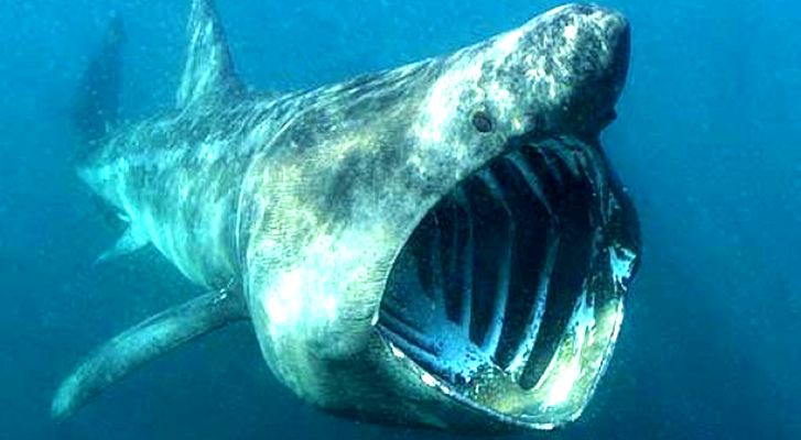 Habita en Groenlandia un tiburón nacido un año antes de la muerte de Cristóbal Colón