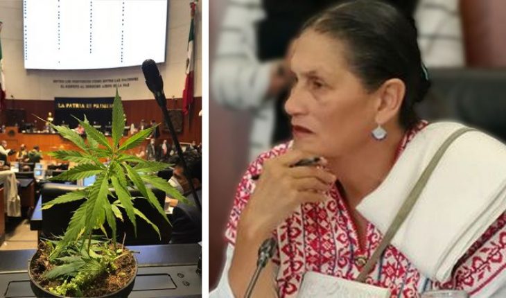 Jesusa Rodríguez lleva planta de marihuana al Senado; ‘tema prioritario’, afirma