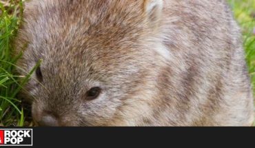 Mujer cuida wombats que quedaron huérfanos en incendios de Australia