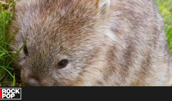 Mujer cuida wombats que quedaron huérfanos en incendios de Australia