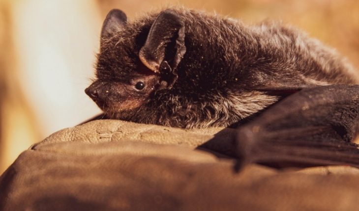 Nuevo coronavirus está presente en murciélagos desde hace 40 0 70 años