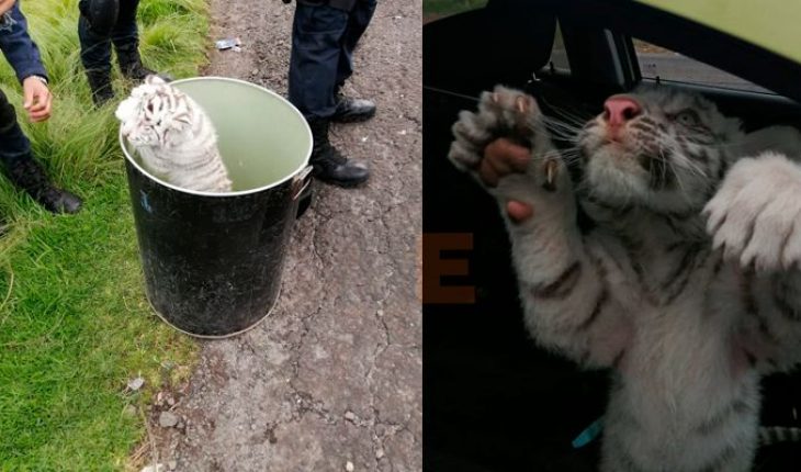 Policías rescatan a cachorro de tigre blanco; hay 4 detenidos en Zinapécuaro, Michoacán