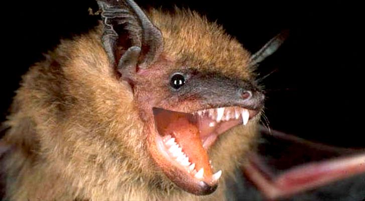 SARS-CoV-2 lleva décadas en murciélagos, era cuestión de tiempo para que pasara a los humanos