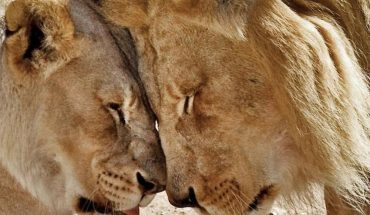 Sacrifican una pareja de leones por problemas de salud, habían permanecido juntos durante 6 años