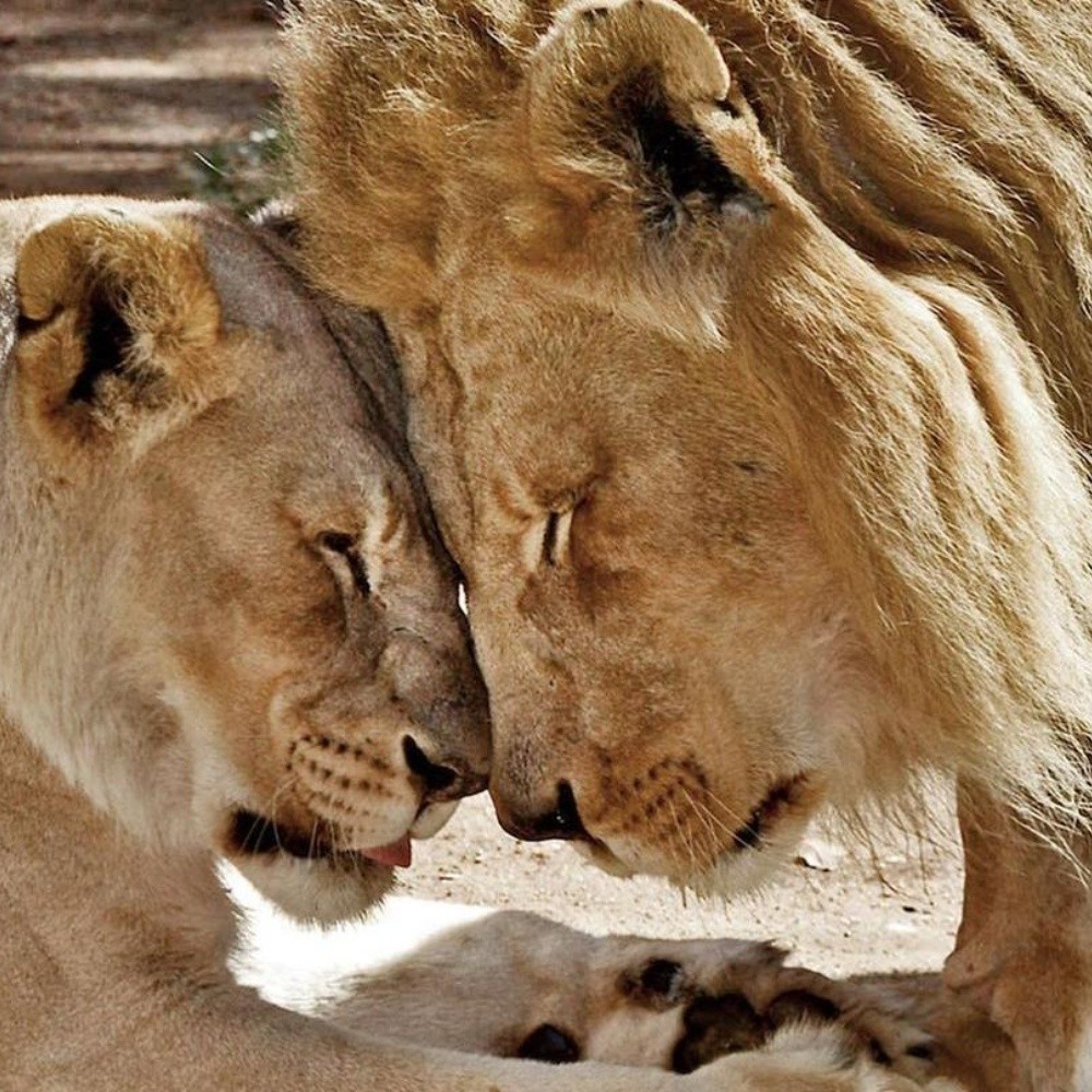 Sacrifican una pareja de leones por problemas de salud, habían permanecido juntos durante 6 años