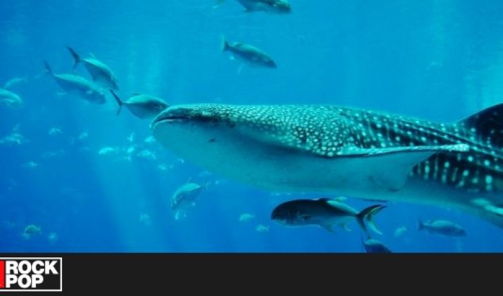 Tiburones están prácticamente extintos en 1 de cada 5 arrecifes de coral