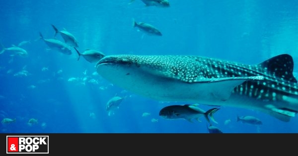 Tiburones están prácticamente extintos en 1 de cada 5 arrecifes de coral