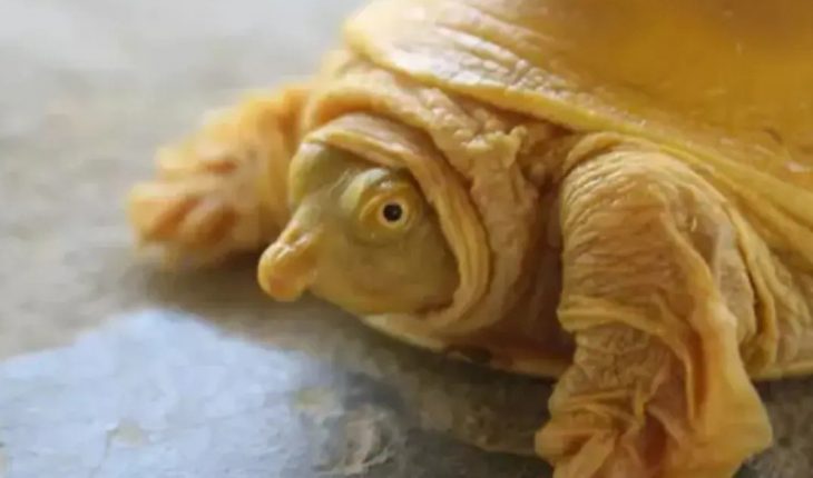 Una rara tortuga dorada encontrada en Nepal por primera vez