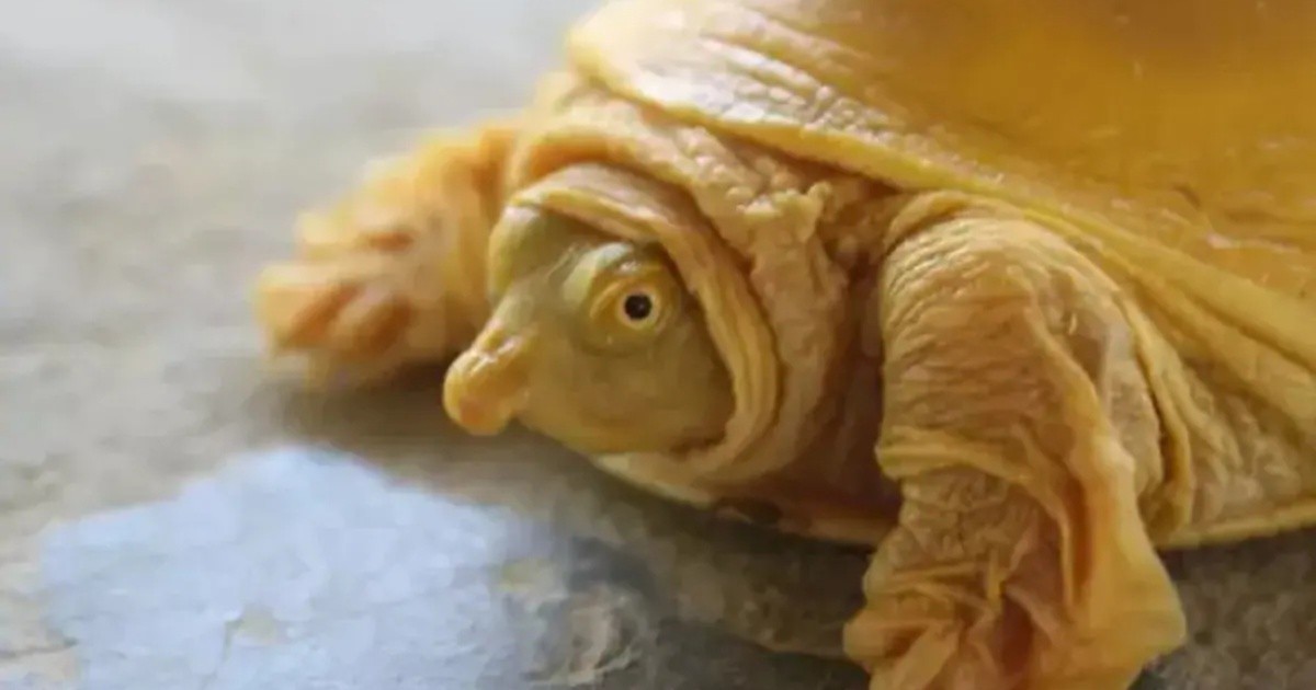 Una rara tortuga dorada encontrada en Nepal por primera vez