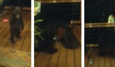 VIDEO. Tierno oso bebé entra a casa y es ‘regañado’ por su mamá en Estados Unidos