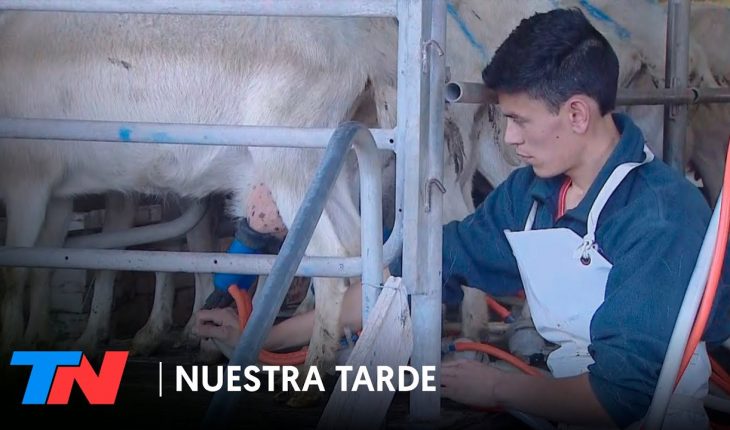 Video: Más allá de la cuarentena: el trabajo en un tambo de Suipacha | NUESTRA TARDE