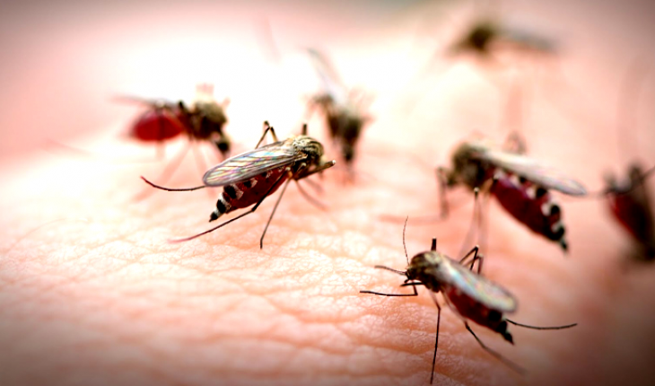 translated from Spanish: 750 million genetically modified mosquitoes to be released in Florida