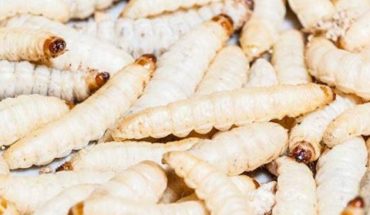 translated from Spanish: Flour worm and chapulin may have antioxidant and antihypertensive effects