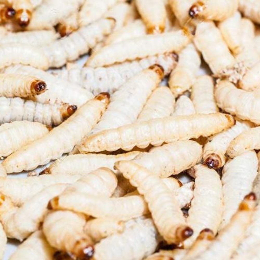 Flour worm and chapulin may have antioxidant and antihypertensive effects