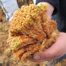 Indiscriminate removal of "pompon" moss endangers water in Chiloé