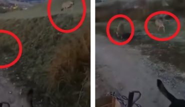 translated from Spanish: Man and His Dog Are Stalked by Two Hungry Wolves (VIDEO)