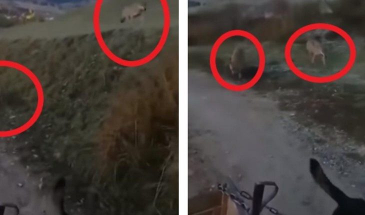 translated from Spanish: Man and His Dog Are Stalked by Two Hungry Wolves (VIDEO)