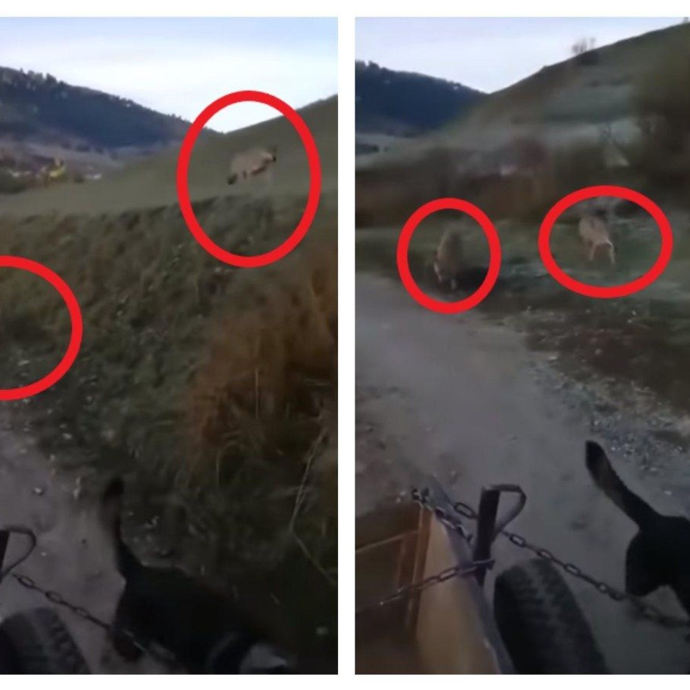 Man and His Dog Are Stalked by Two Hungry Wolves (VIDEO)