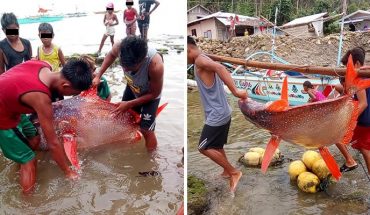 translated from Spanish: They catch a giant fish after earthquake that took place in the Philippines