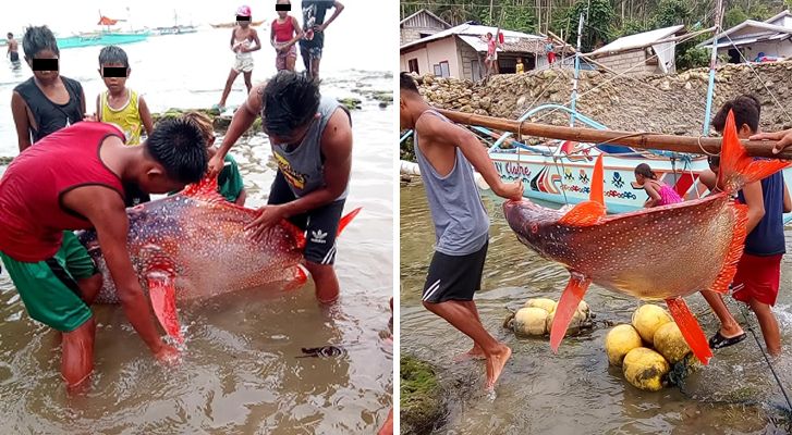 They catch a giant fish after earthquake that took place in the Philippines