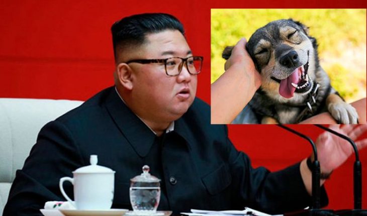 translated from Spanish: They forbid having dogs as pets in North Korea
