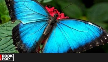 ¡La Gran Mariposa Azul reapareció luego de ser declarada extinta!