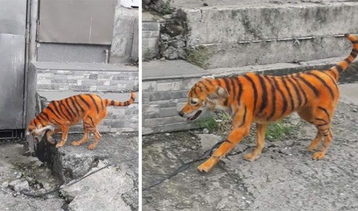 Acusan de maltrato animal a personas que pintaron un perrito como tigre