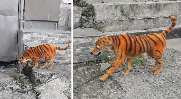 Acusan de maltrato animal a personas que pintaron un perrito como tigre