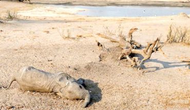 Aumenta a 22 el número de elefantes muertos en Zimbabue