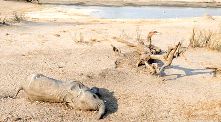 Aumenta a 22 el número de elefantes muertos en Zimbabue