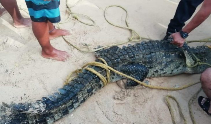Capturan cocodrilo que acechaba en playa de Acapulco