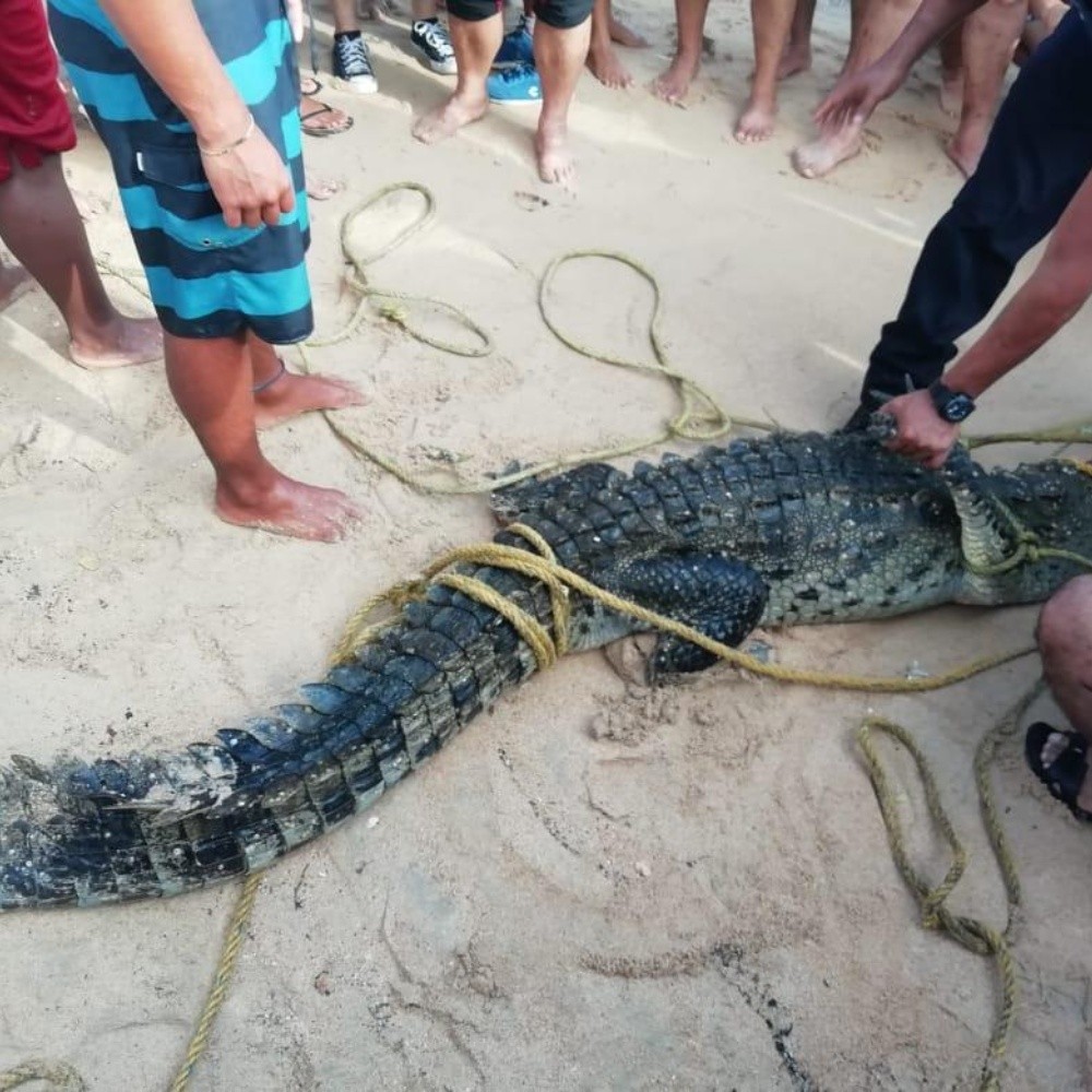 Capturan cocodrilo que acechaba en playa de Acapulco