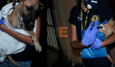 Durante cateo rescatan a dos cachorros que estaban en abandono en un domicilio en Morelia
