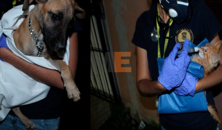 Durante cateo rescatan a dos cachorros que estaban en abandono en un domicilio en Morelia