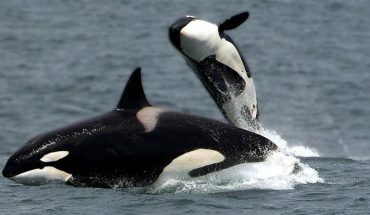 La orca madre que lloró a su cría muerta por varios, días vuelve a dar a luz (Video)