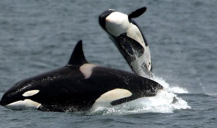La orca madre que lloró a su cría muerta por varios, días vuelve a dar a luz (Video)
