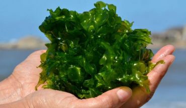 Las algas marinas pueden proporcionar antivirales para combatir el covid-19: estudio